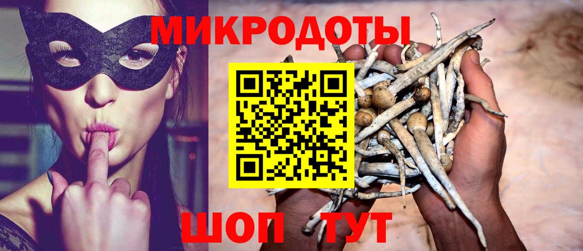 Псилоцибиновые грибы Cubensis Дербент